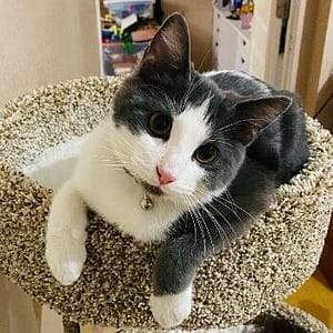 a grey and white cat is sitting on a cat tree, with their head slightly tilt